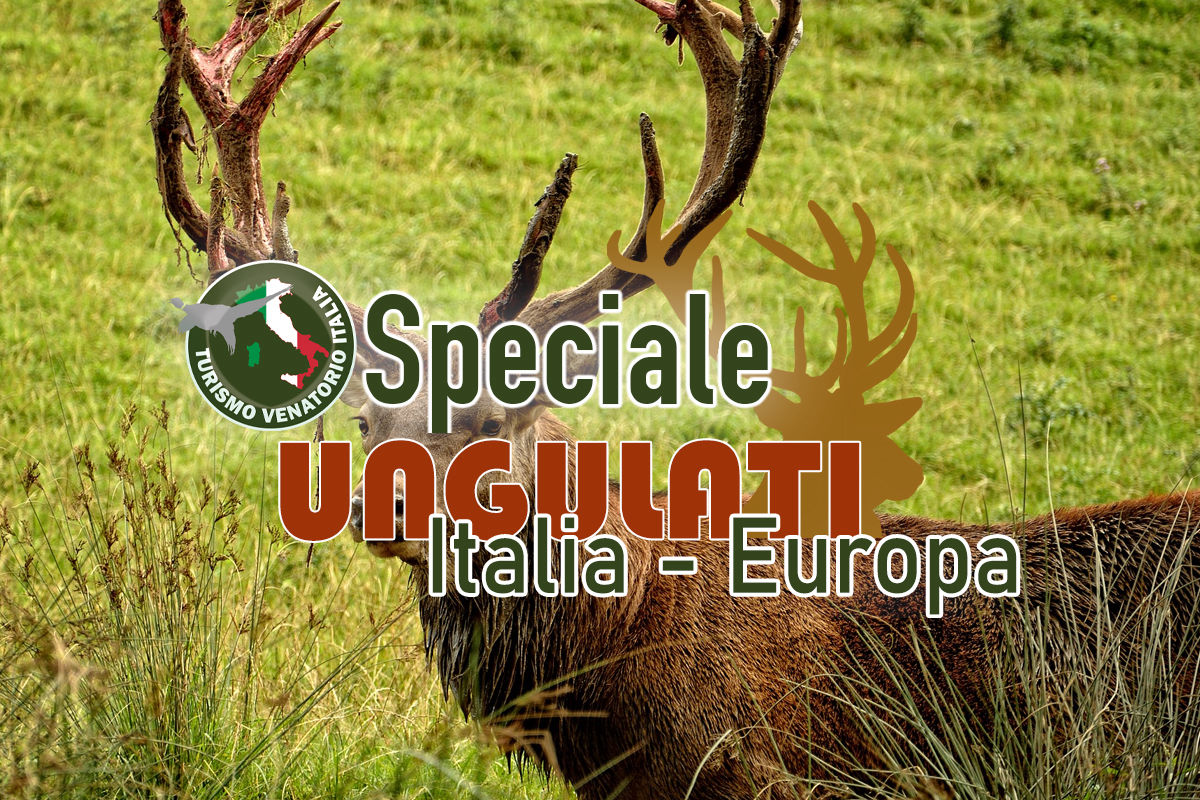 ungulati caccia sentieri venatori