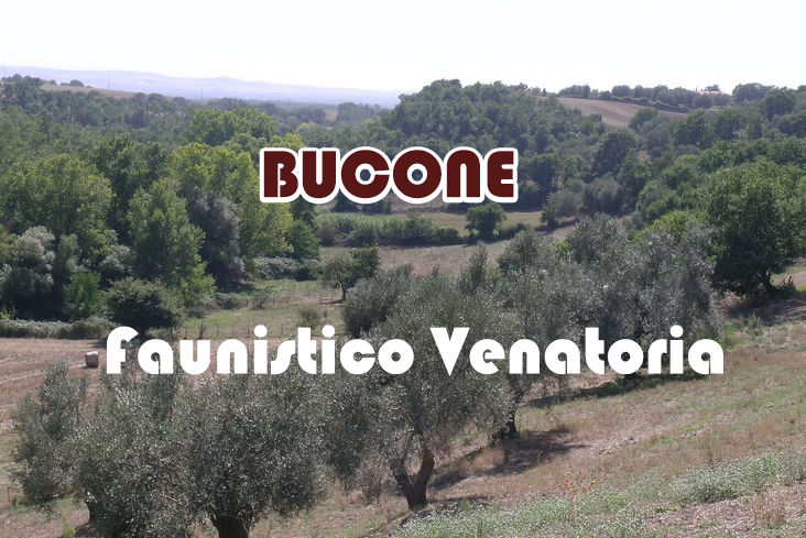 Bucone caccia nel lazio stanziale fagiano