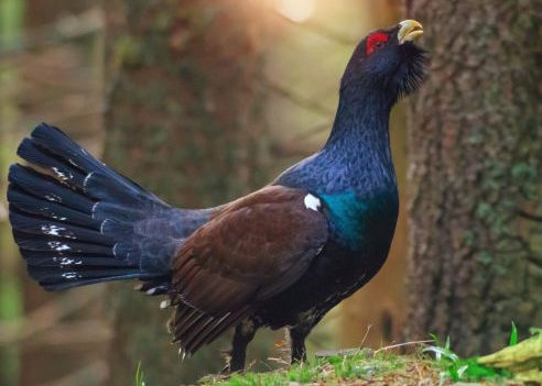 caccia al gallo cedrone italia europa fauna stanziale