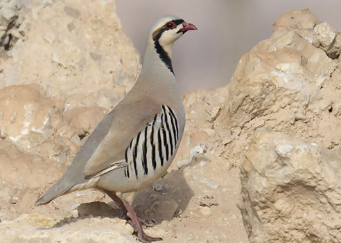 caccia alla coturnice chukar italia europa fauna stanziale