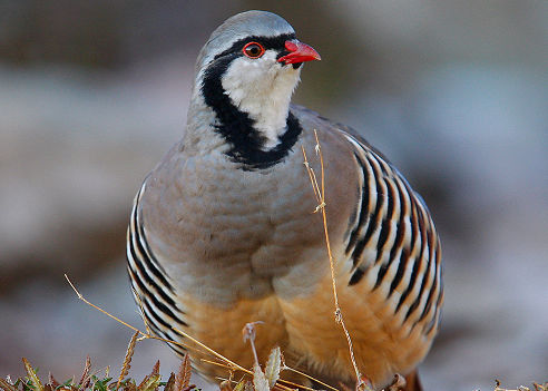 caccia alla coturnice italia europa fauna stanziale