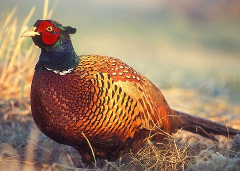 caccia al fagiano italia europa fauna stanziale