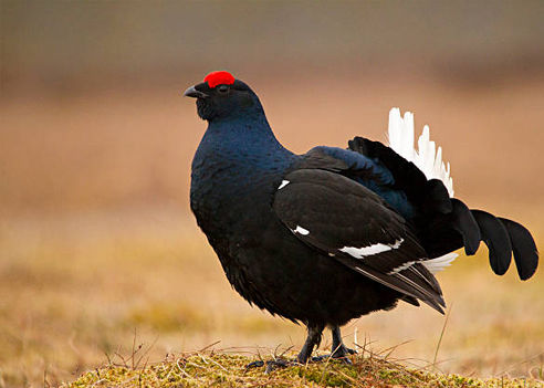 caccia al gallo forcello e italia europa fauna stanziale