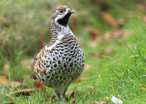 caccia al beccaccino italia europa fauna stanziale