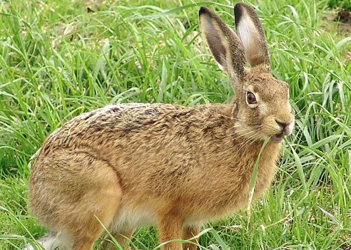 caccia alla lepre italia europa fauna stanziale