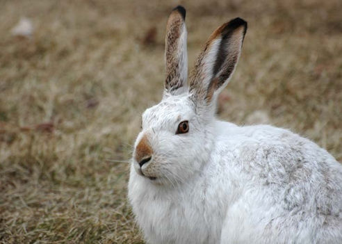 caccia alla lepre variabile italia europa fauna stanziale