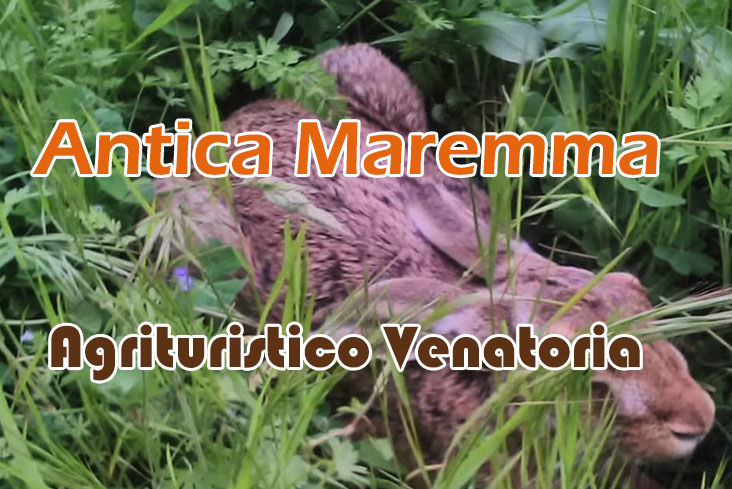 antica maremma caccia al fagiano in toscana