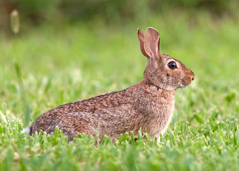 caccia alla minilepre italia europa fauna stanziale