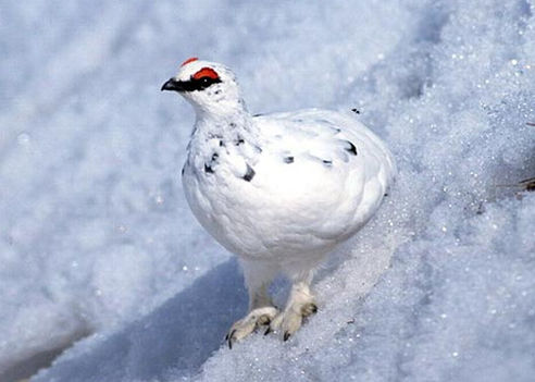 caccia alla pernice bianca italia europa fauna stanziale