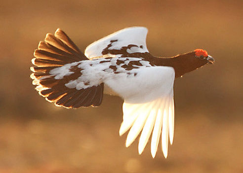 caccia alla pernice nordica italia europa fauna stanziale