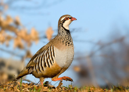 caccia alla pernice rossa italia europa fauna stanziale