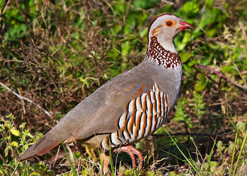caccia alla pernice sarda italia europa fauna stanziale
