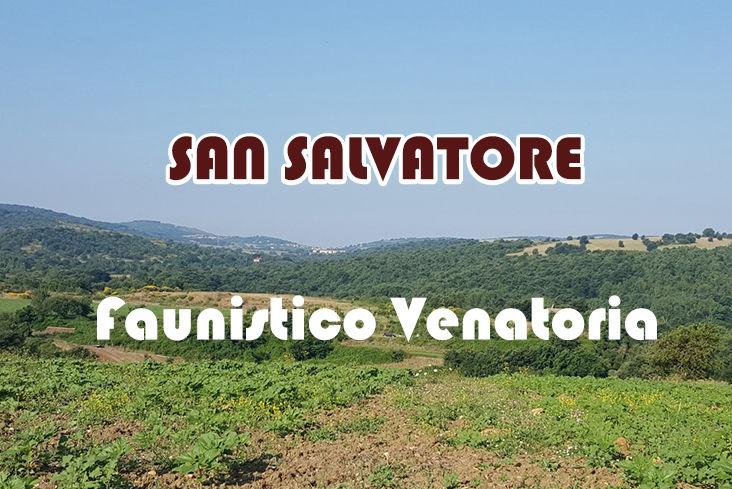 San Salvatore caccia nel lazio stanziale fagiano