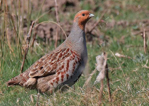 caccia alla starna italia europa fauna stanziale