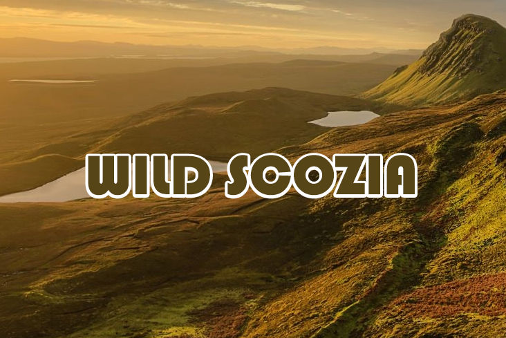 caccia al francolino in estonia con wild scozia
